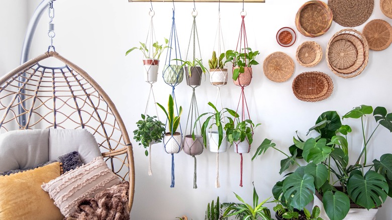 Hanging houseplants