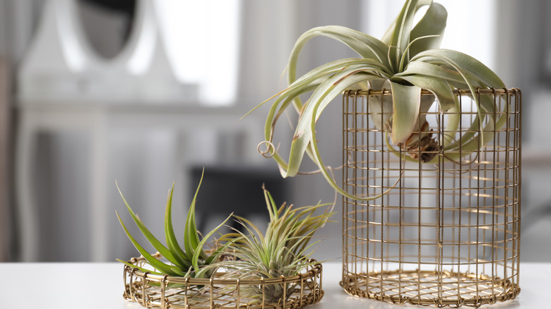 air plants on table