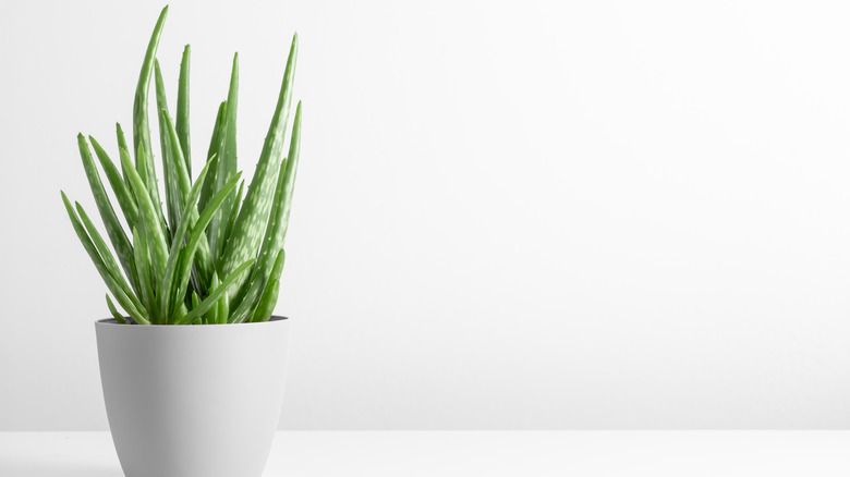 aloe vera in white pot