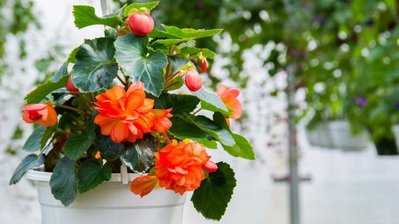 begonia plant in pot