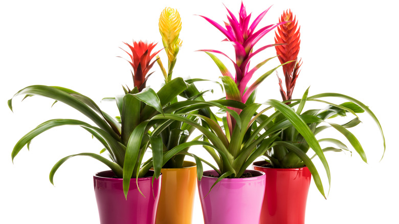 colorful bromeliads plants