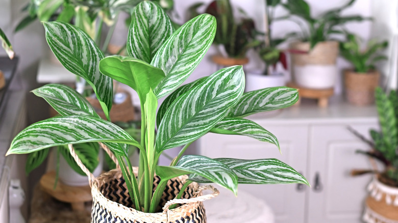 Chinese evergreen plant