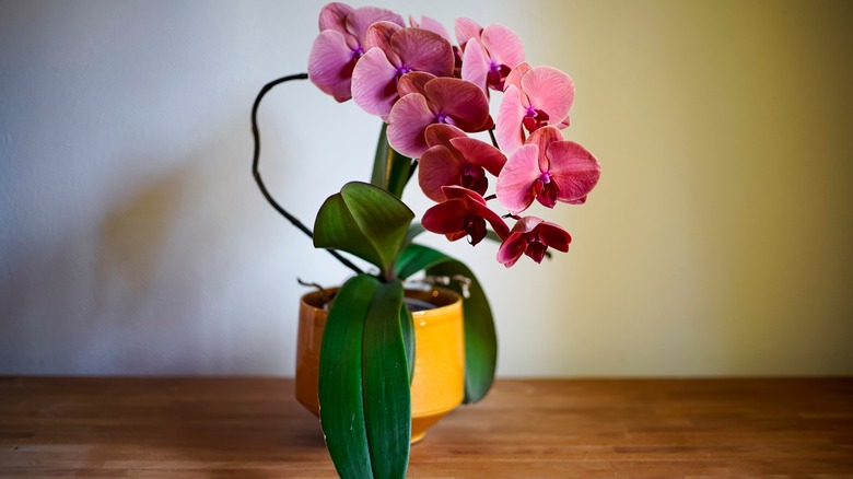 dendrobium orchid houseplant