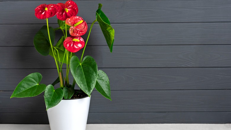 flamingo flower in white pot