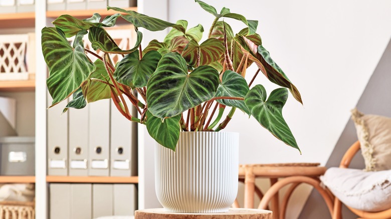 beautiful philodendron plant