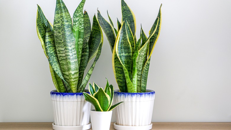 snake plants against white wall