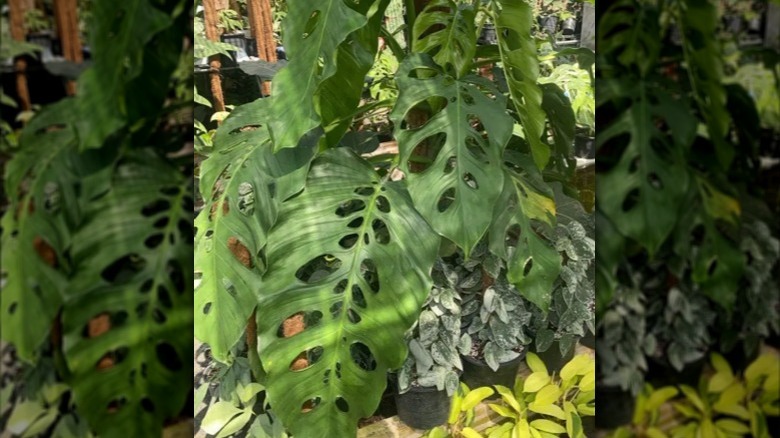 large leaves with holes