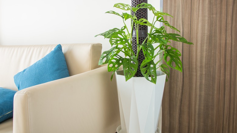 monstera plant next to couch