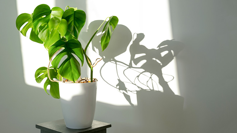 Borisigana plant in white pot