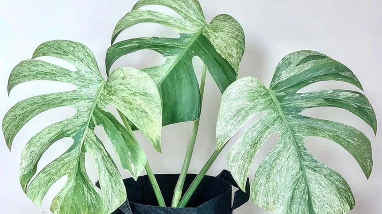 light green leaves of monstera