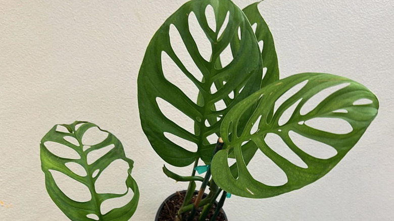 monstera plant with fenestrated leaves