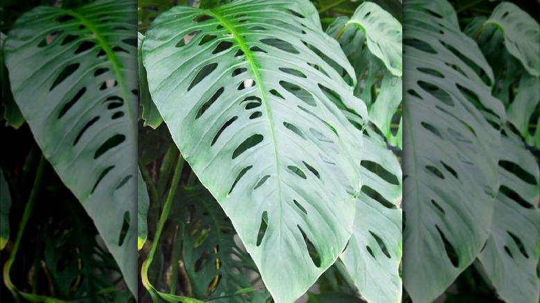 large leaf with many holes