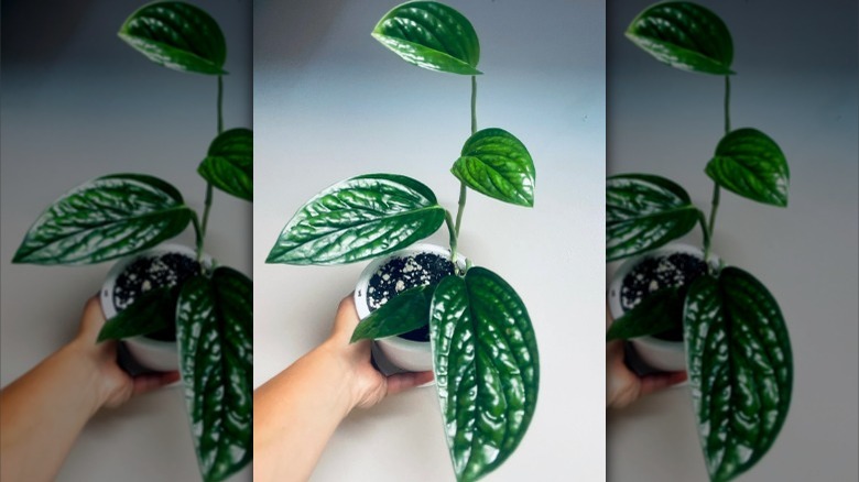 person holding dark green plant