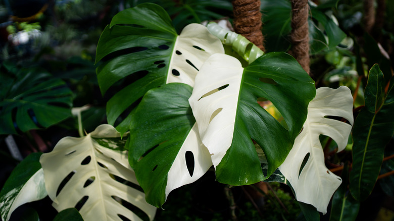 large monstera half white leaves