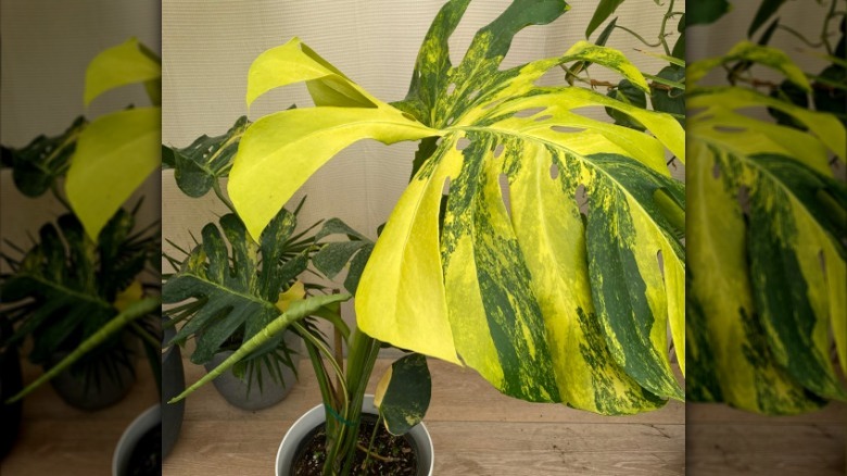 green and yellow split leaves