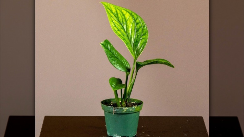 small monstera plant in pot