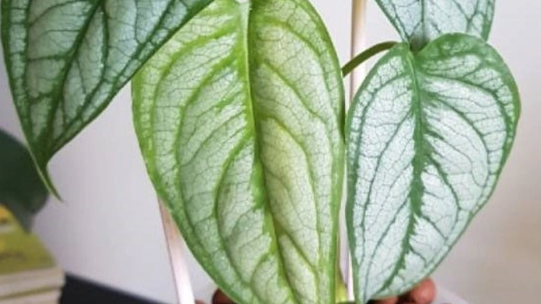 silver leaves on monstera plant