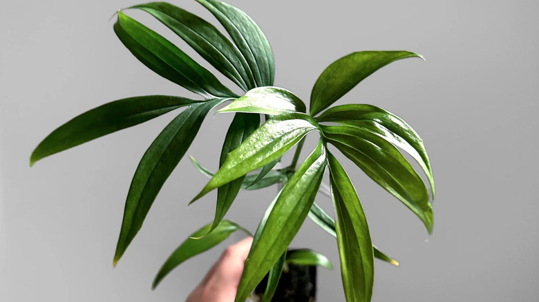 monstera plant with pinnate leaves