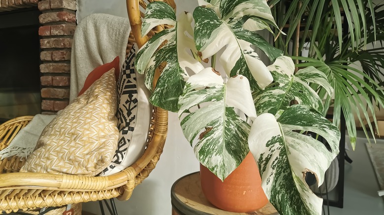 white and green monstera leaves