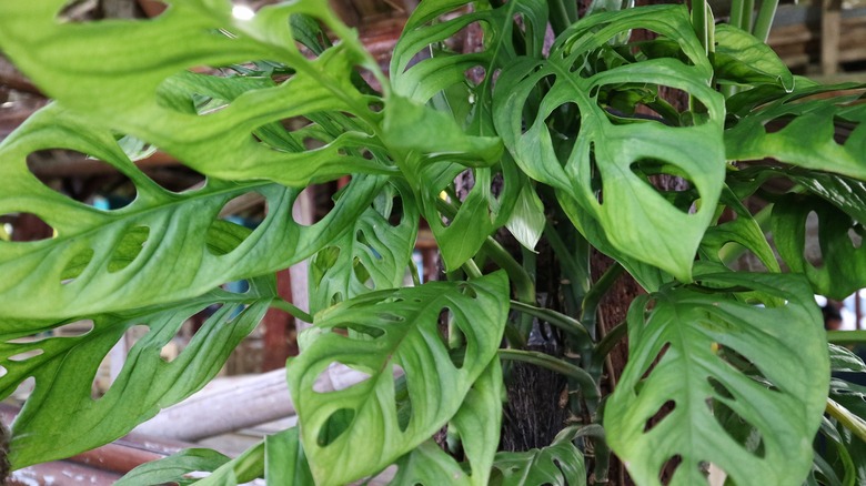 green leaves with large holes