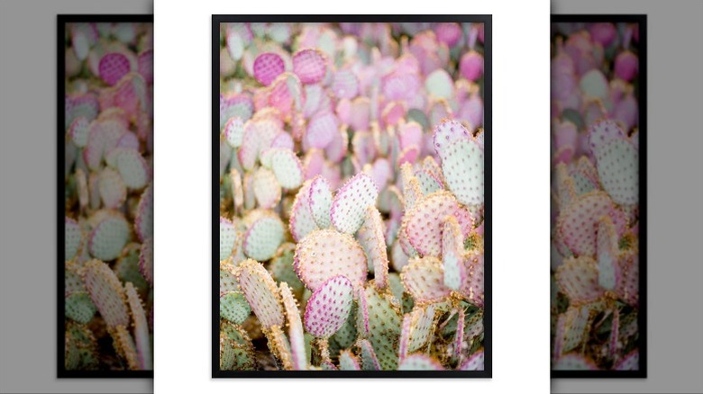 Photograph of pink cacti