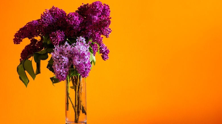 Purple flowers in orange room