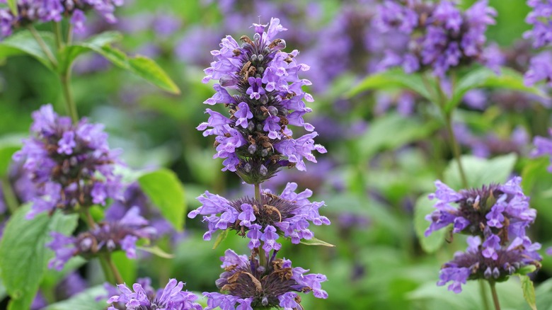 Agastache anise hyssop's flowers