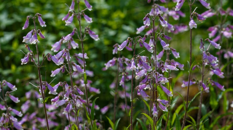 Penstemon hirsutus purple blooms