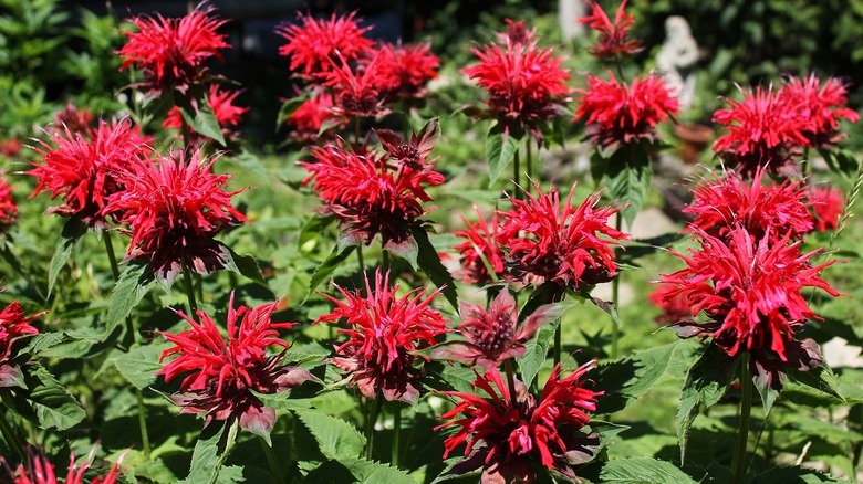 Red bee balm 