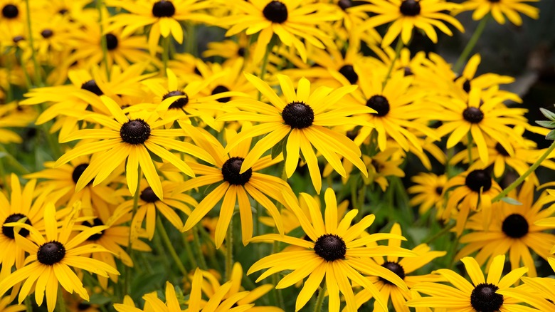 Black-eyed Susan in bloom