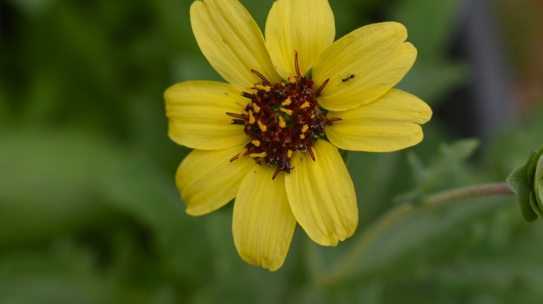 Chocolate daisy in garden