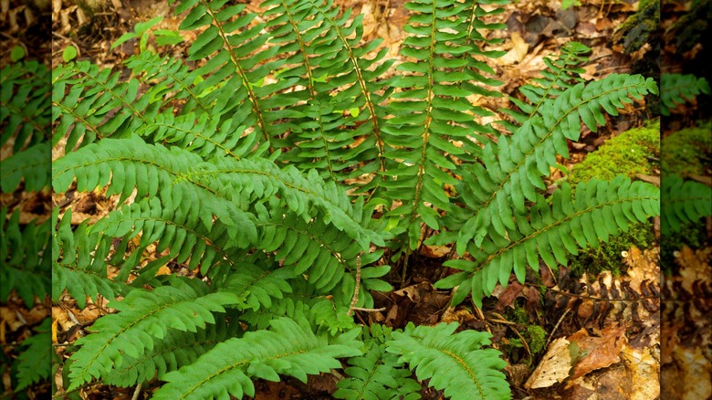 Christmas fern's broad fronds