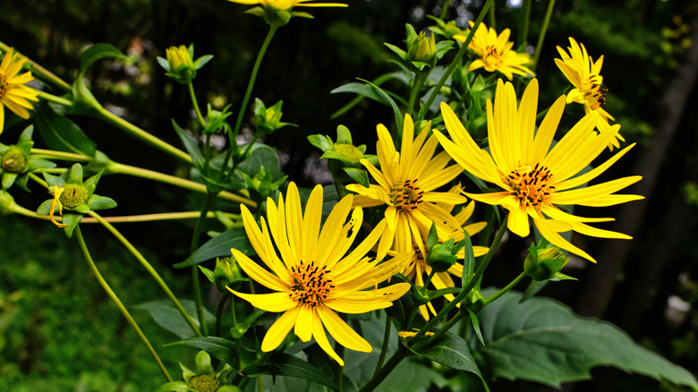 Common cup-plant flowers