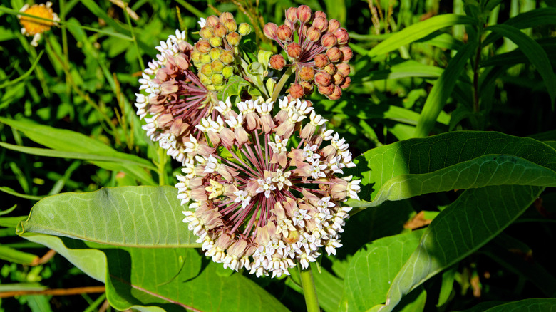 Common milkweed flowers