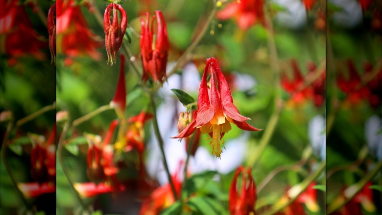 Eastern red columbine flowers