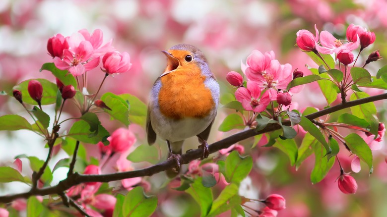 Robin on a pink branch