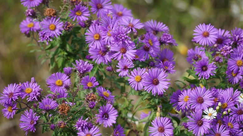 New England asters in garden