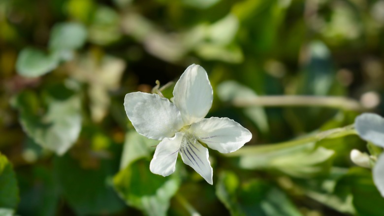 Pale violet flower