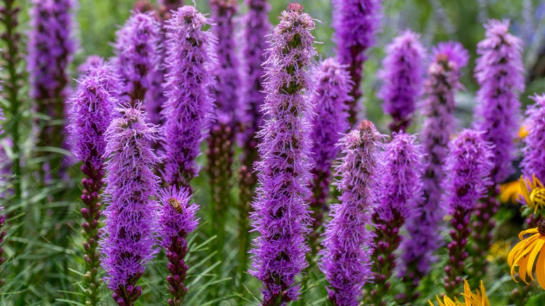 Purple prairie blazing star