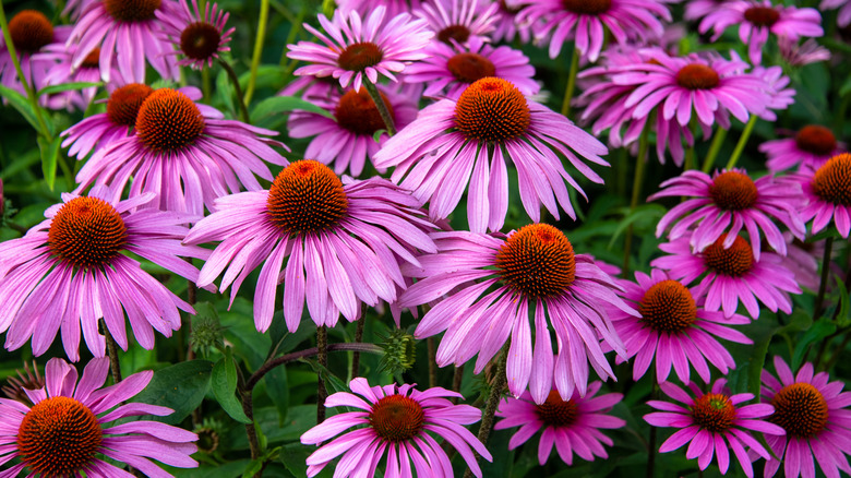 Purple coneflowers in garden