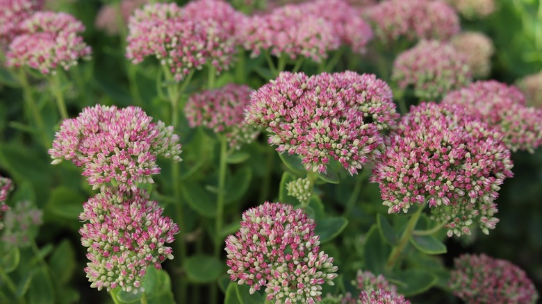 Pink sedum flowers