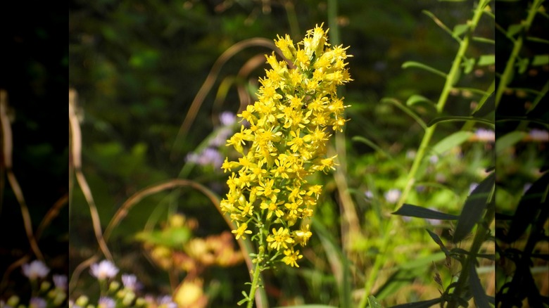 Showy goldenrod yellow blooms