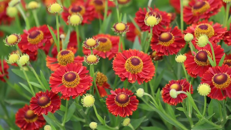 red Sneezeweed in bloom