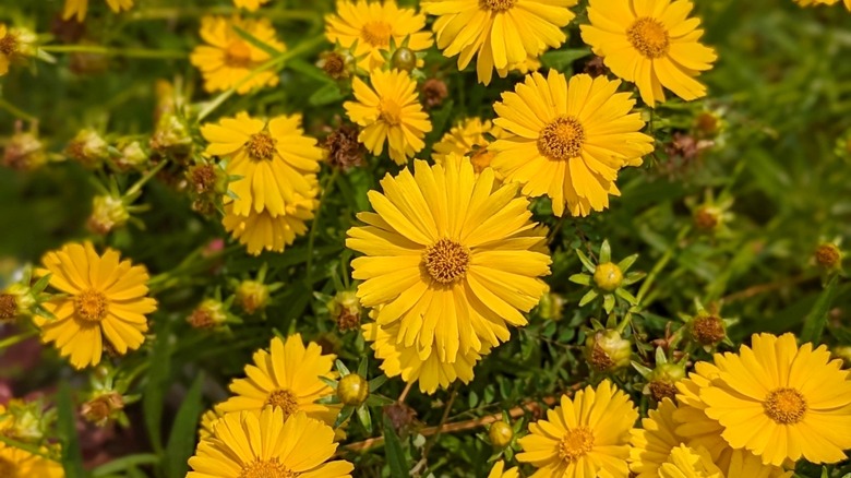 Star tickseeds yellow flowers