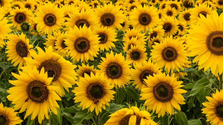 Sunflowers in bloom