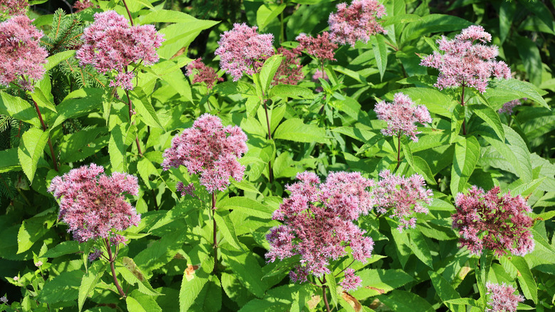 Purple sweet joe-pye weed