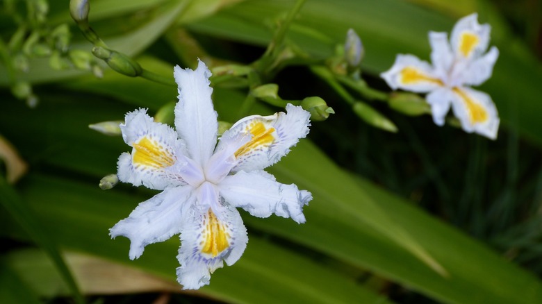 Bamboo Iris with white blooms