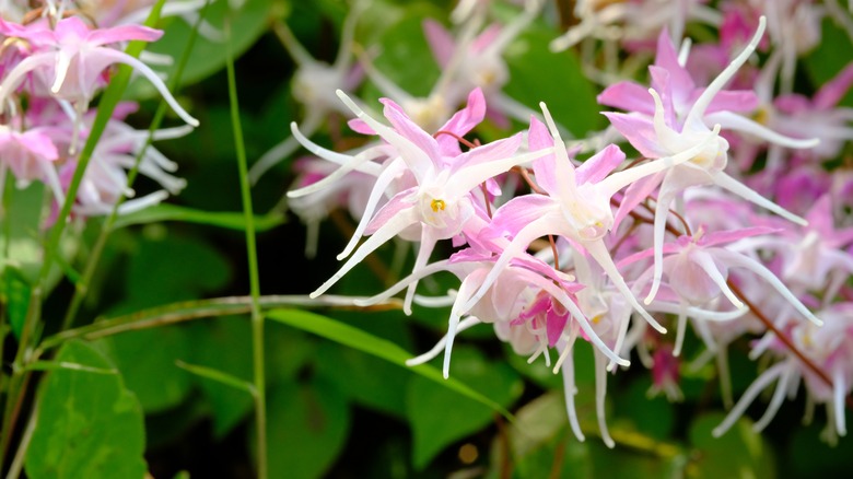 Barrenwort pink and white flowers 