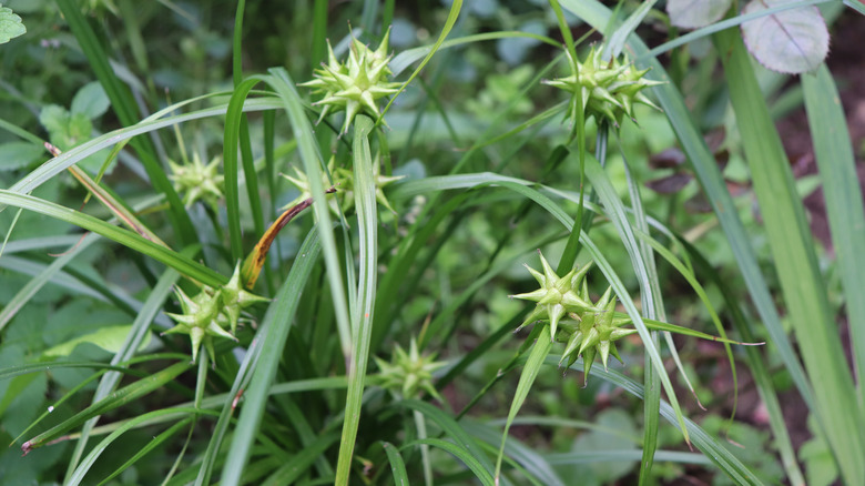 Foliage of Berkeley sedge