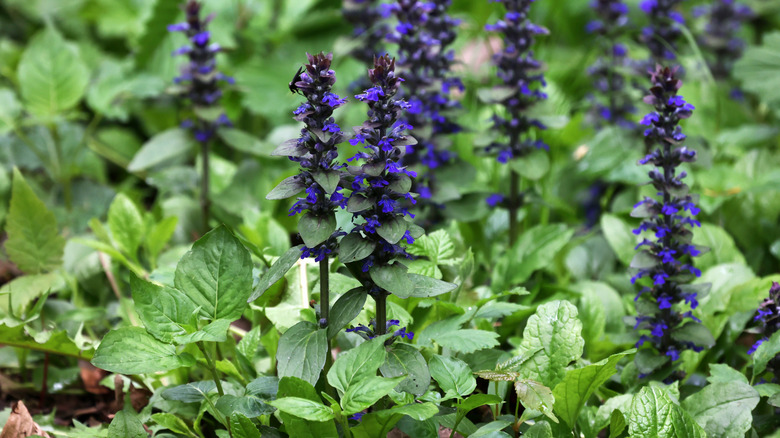 Carpet bugle blooming in spring